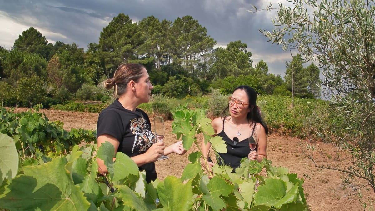 Meet the local winemaker and explore sustainable viticulture during your private tour