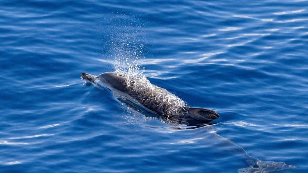 Observe wild dolphins in their natural habitat in the crystal-clear waters of the Azores