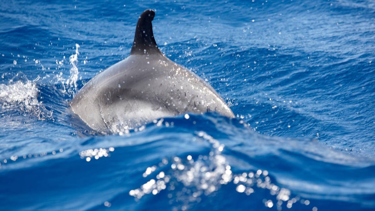 A powerful close encounter with a wild dolphin in the crystal-clear waters of the Azores
