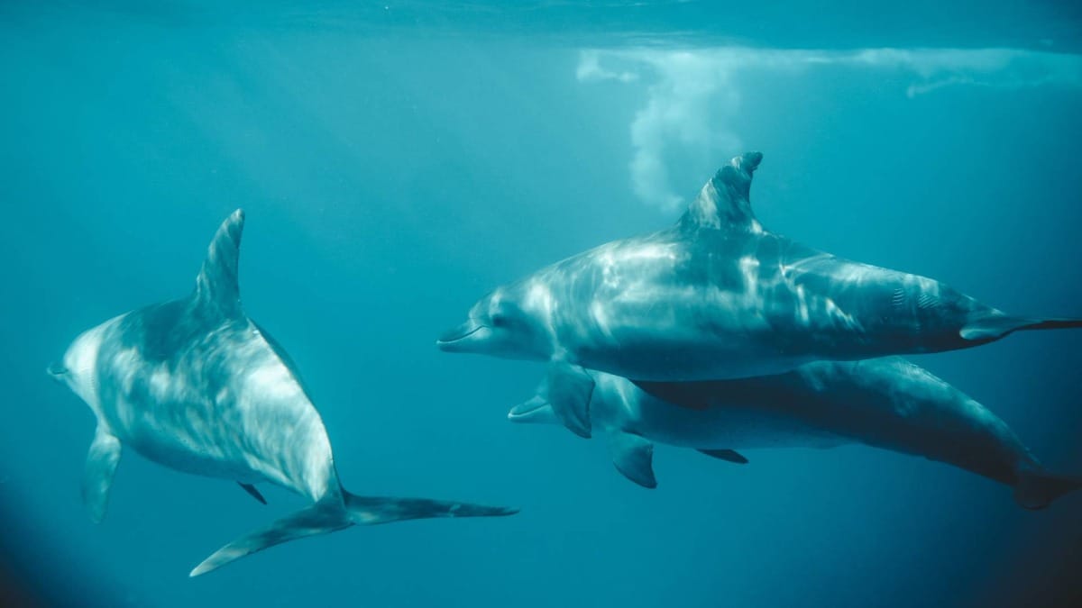 A rare connection between humans and dolphins in the open ocean