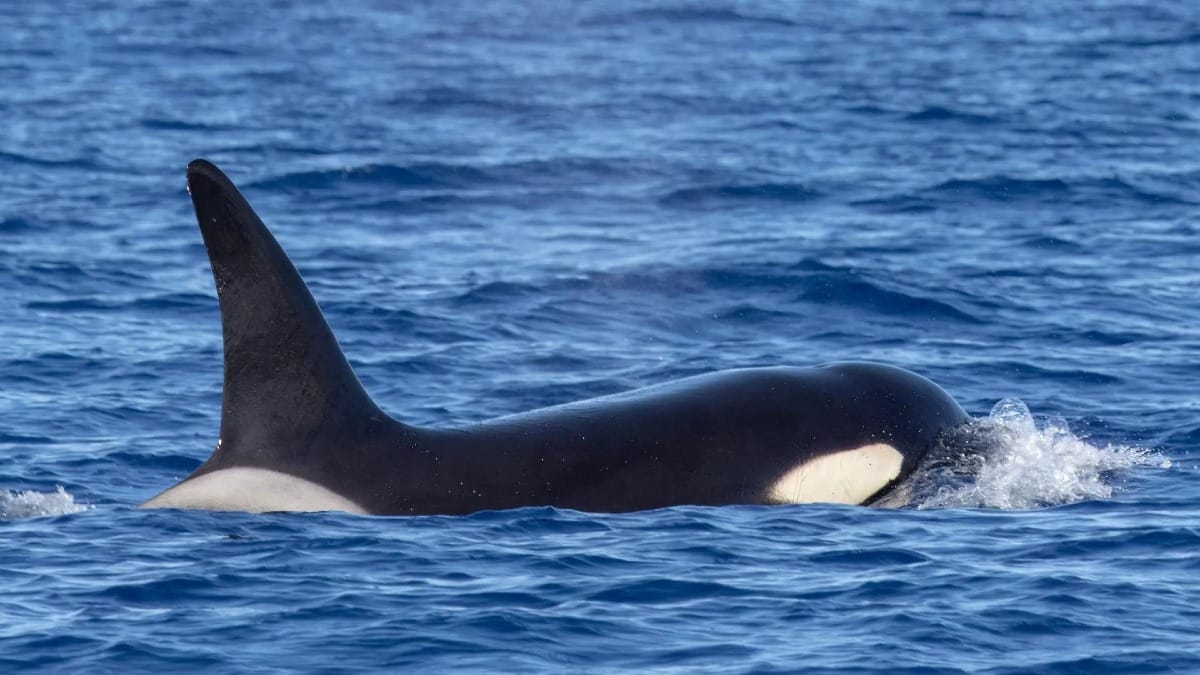 Spot incredible marine species like orcas during your Azores sea experience