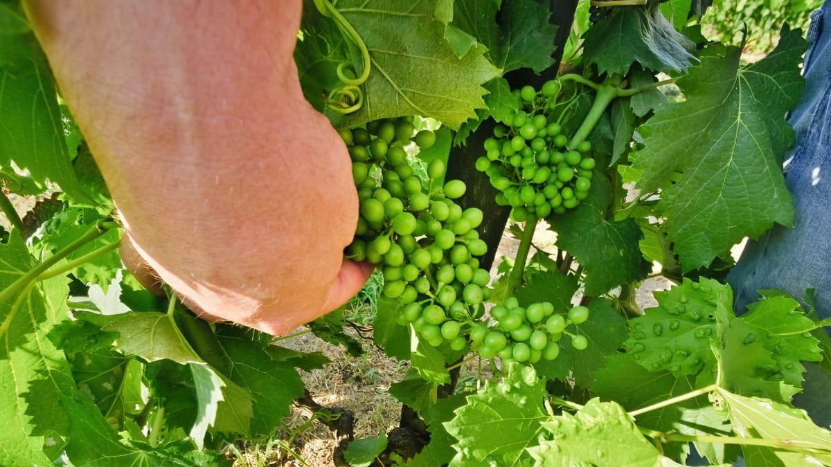 Up close with the grapes ā discover the Douro harvest cycle on this immersive tour
