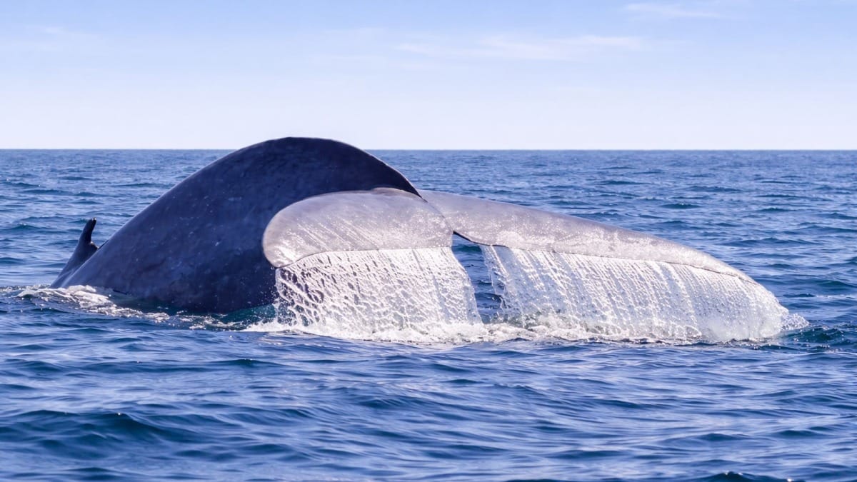 A magical moment as a whale dives into the deep Atlantic waters of the Azores