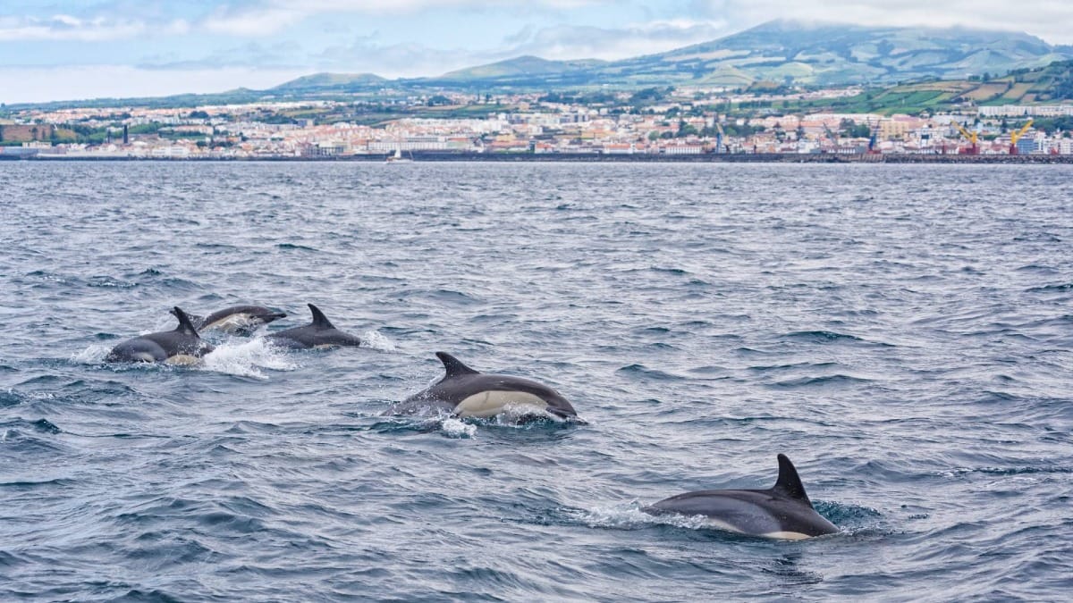 Dolphins frequently appear close to shore in the rich waters of the Azores