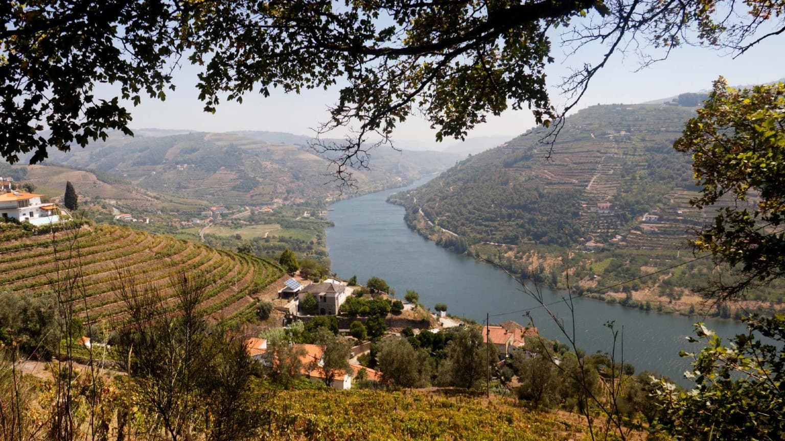 Terraced vineyards and the Douro River seen from a hillside viewpoint in northern Portugal