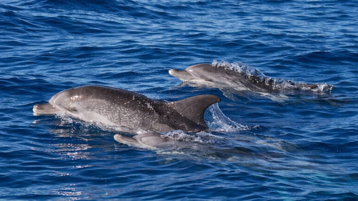 Watch dolphins glide effortlessly through the Atlantic waters