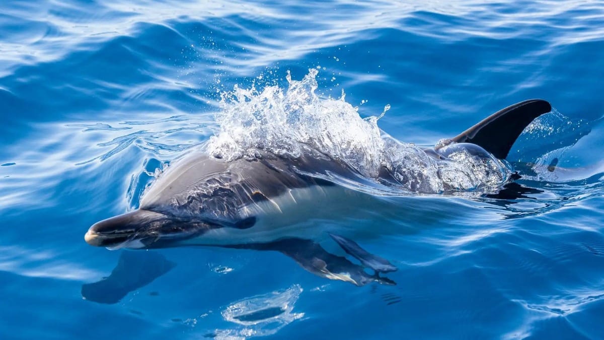 Watch dolphins glide effortlessly through the Atlantic waters during your Azores sea experience