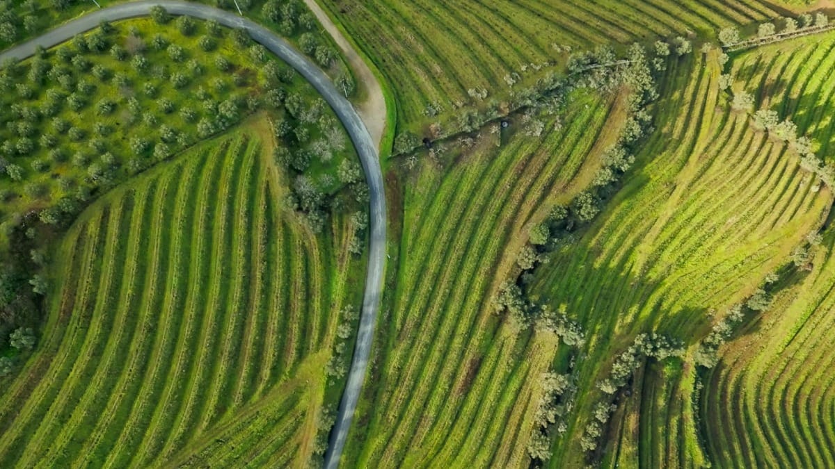 View of terraced vineyards and river curves in the Douro Valley, a UNESCO World Heritage Site, during a guided tour with Cooltour Oporto