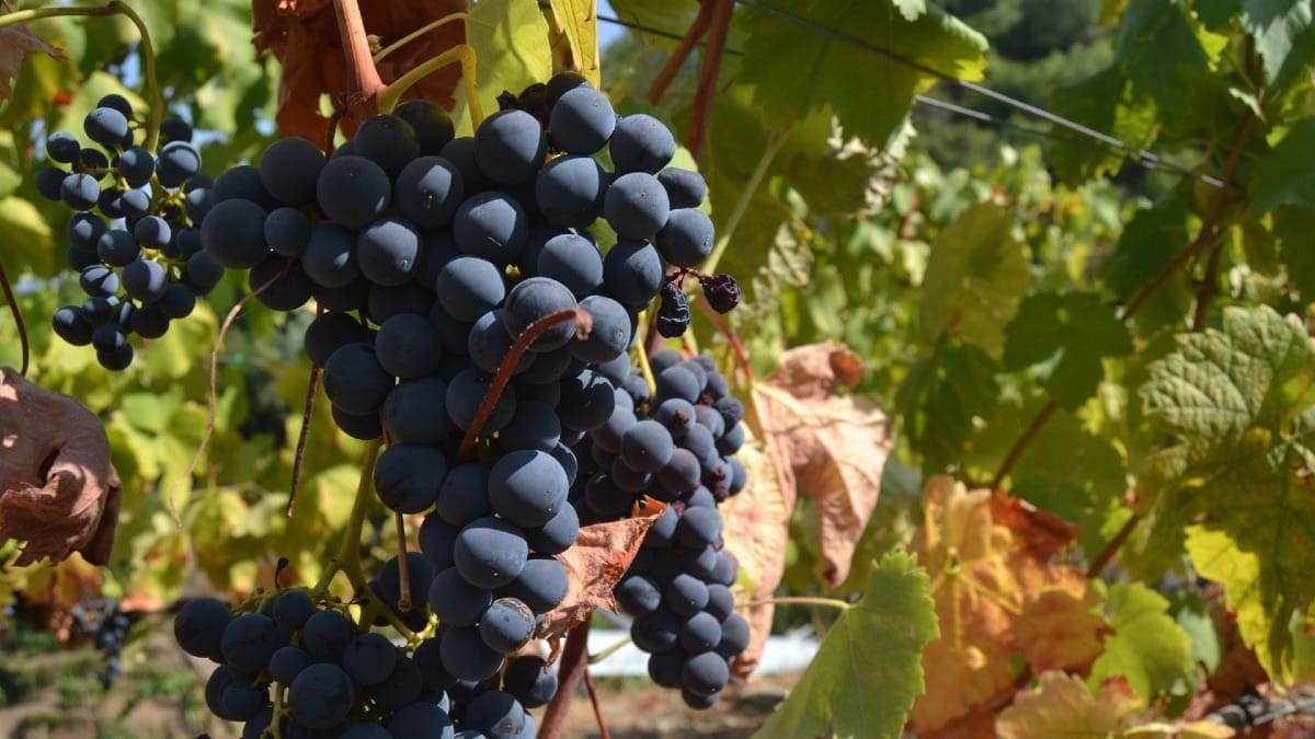 Uvas en el Valle del Duero antes de la cosecha con experiencias de Cooltour Oporto