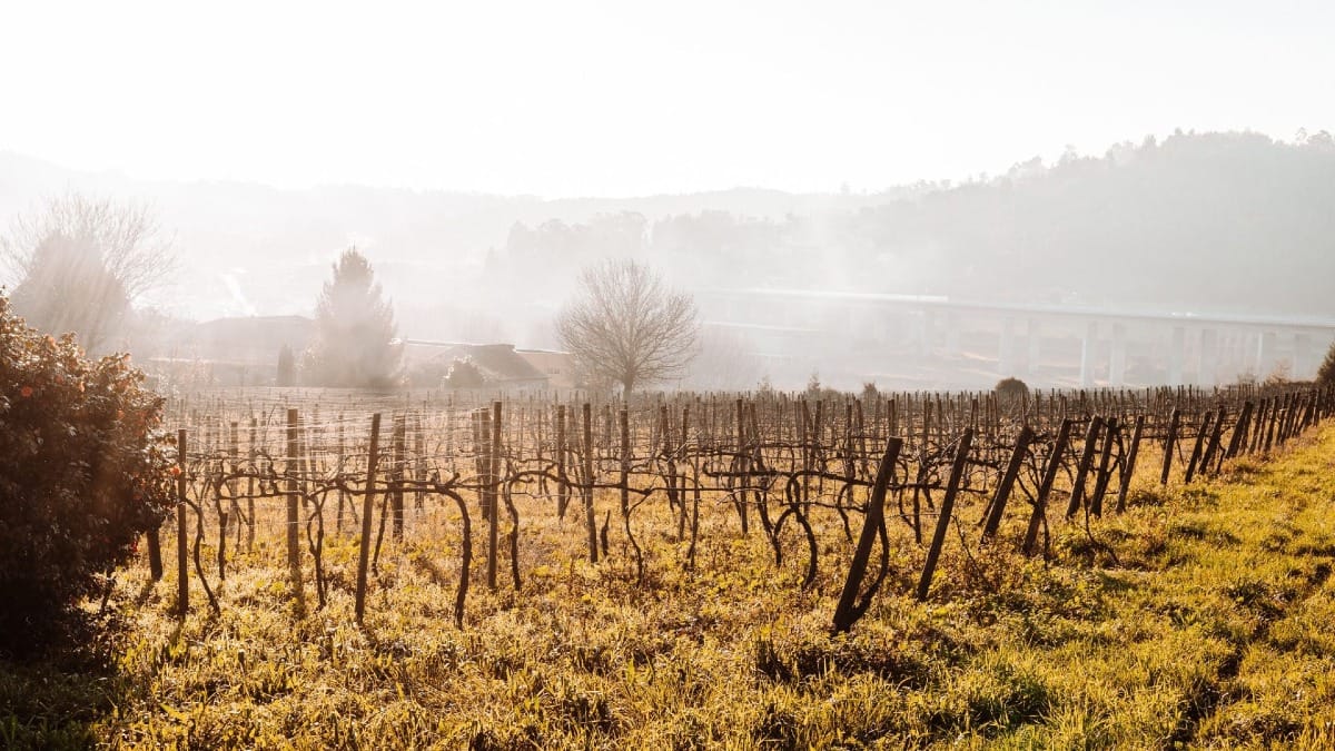 Vista de extenso campo de vinhas de vinho verde | Cooltour Oporto