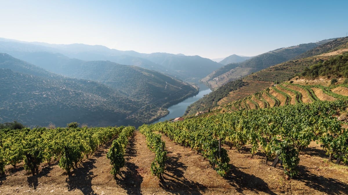 Vinhas e vinhedos com vista para o Rio Douro durante um tour guiado pelo Vale do Douro a partir do Porto com a Cooltour Oporto