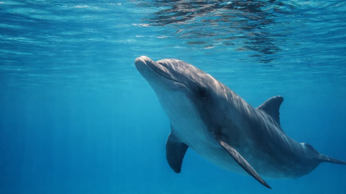 Nage avec les Dauphins à São Miguel : Expérience en Petit Groupe