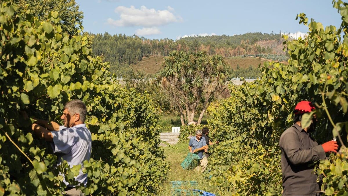 Vários trabalhadores a vindimar numa quinta da Região de Vinhos Verdes | Cooltour Oporto