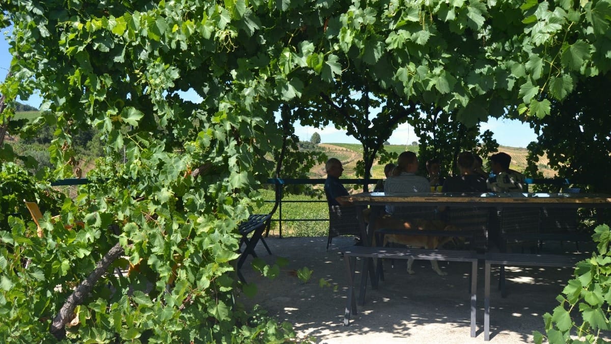 Tour de prova de vinhos no Vale do Douro a partir do Porto com a Cooltour Oporto