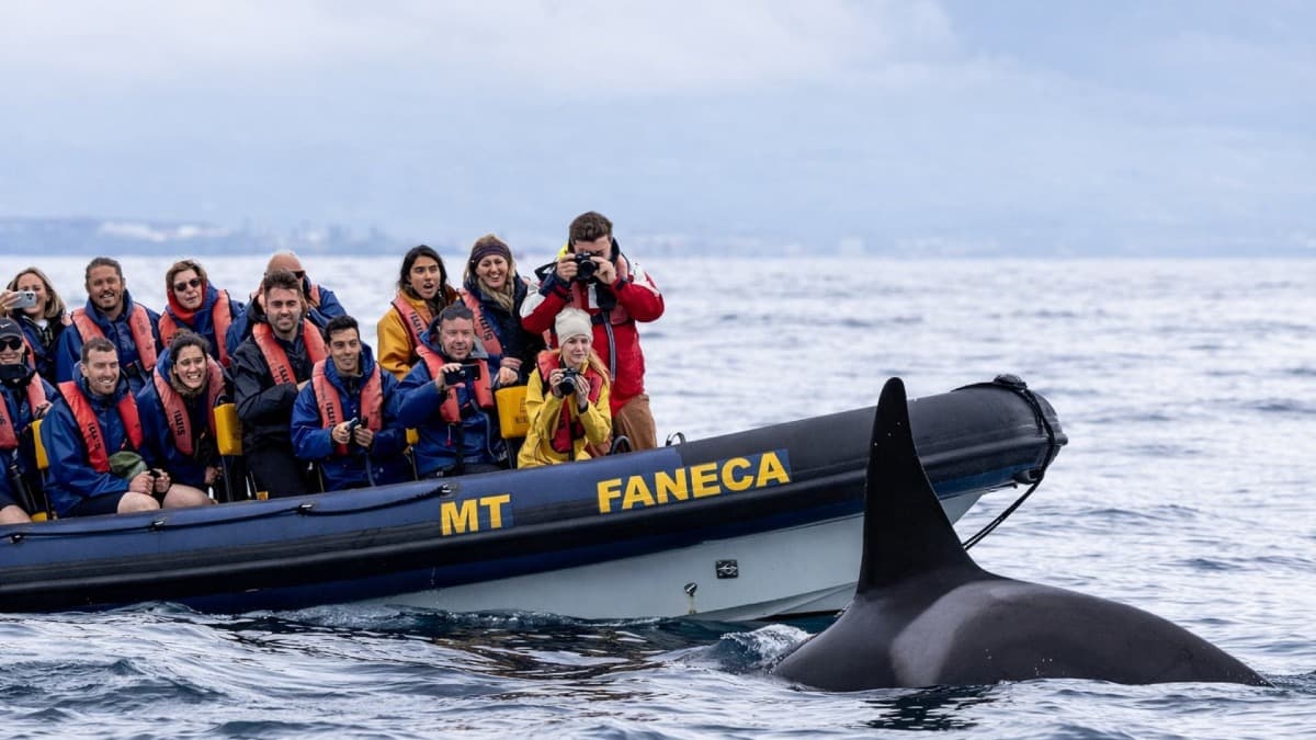 Azores Whale Watching & Dolphin Swim with Lunch
