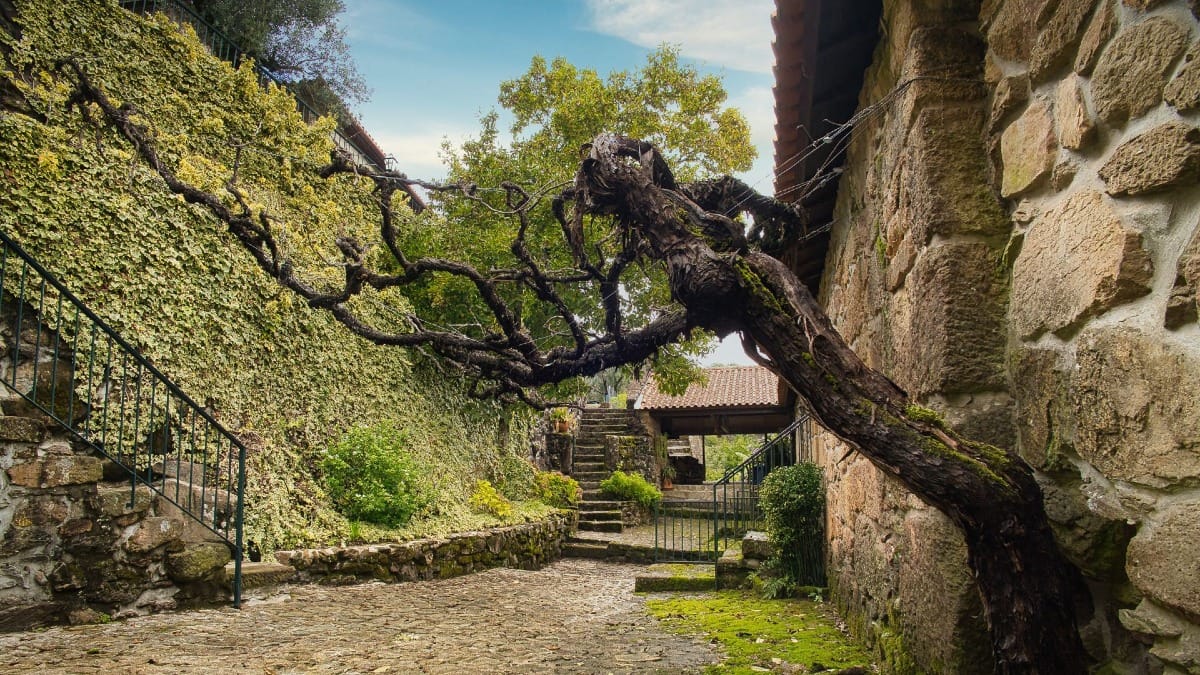 Vue rustique d'une quinta dans la région du vinho verde | Cooltour Oporto
