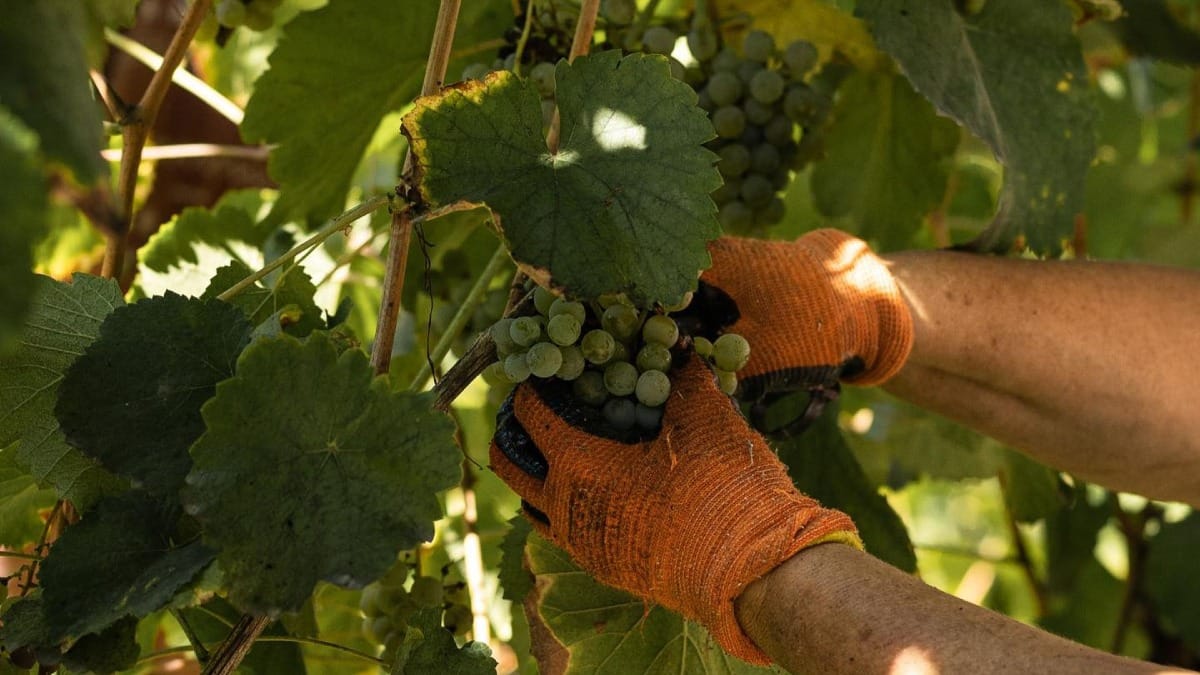 Colheita de um cacho de uvas de uma videira | Cooltour Oporto