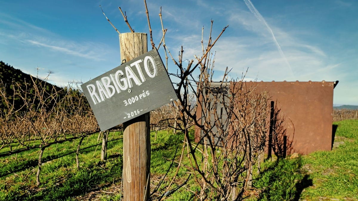 Viñas de Rabigato en una bodega familiar en el Valle del Duero, una de las variedades tradicionales de la región, durante un tour guiado con Cooltour Oporto
