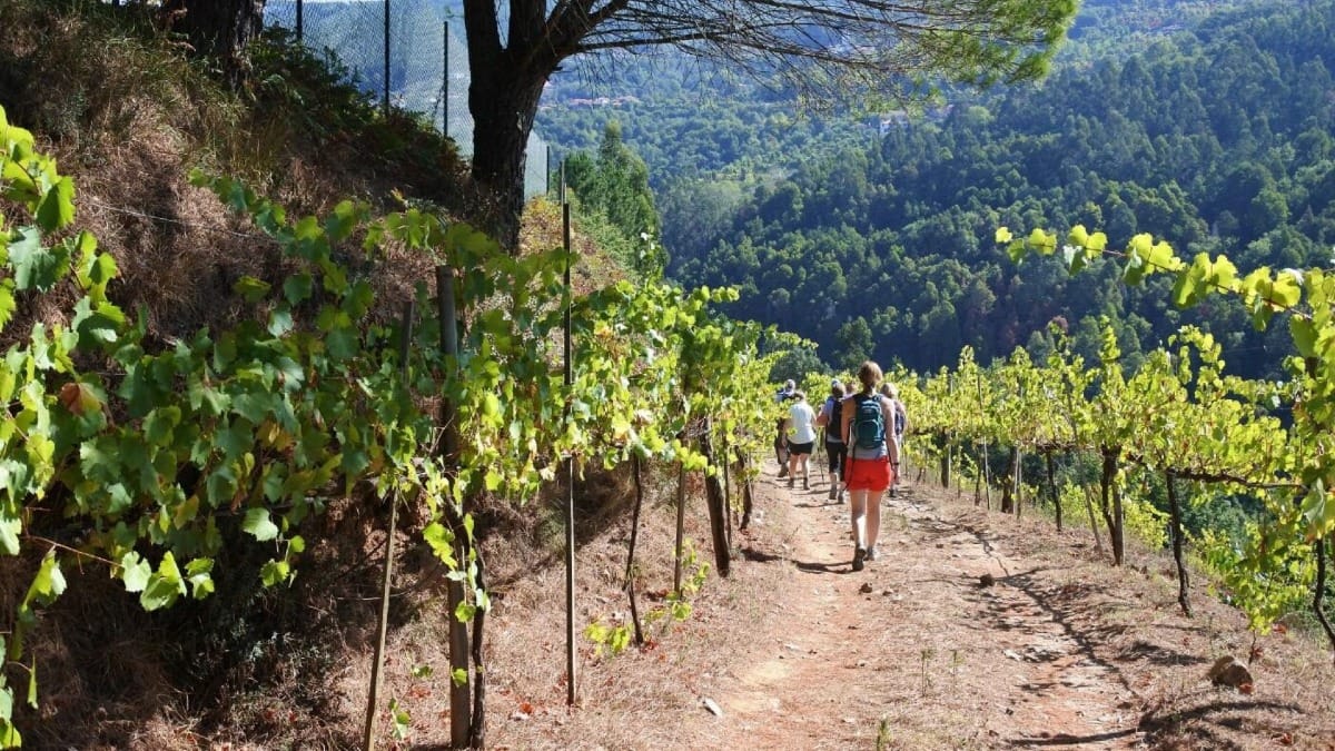 Caminhando por entre as Vinhas de uma Quinta na Região dos Vinhos Verdes | Cooltour Oporto