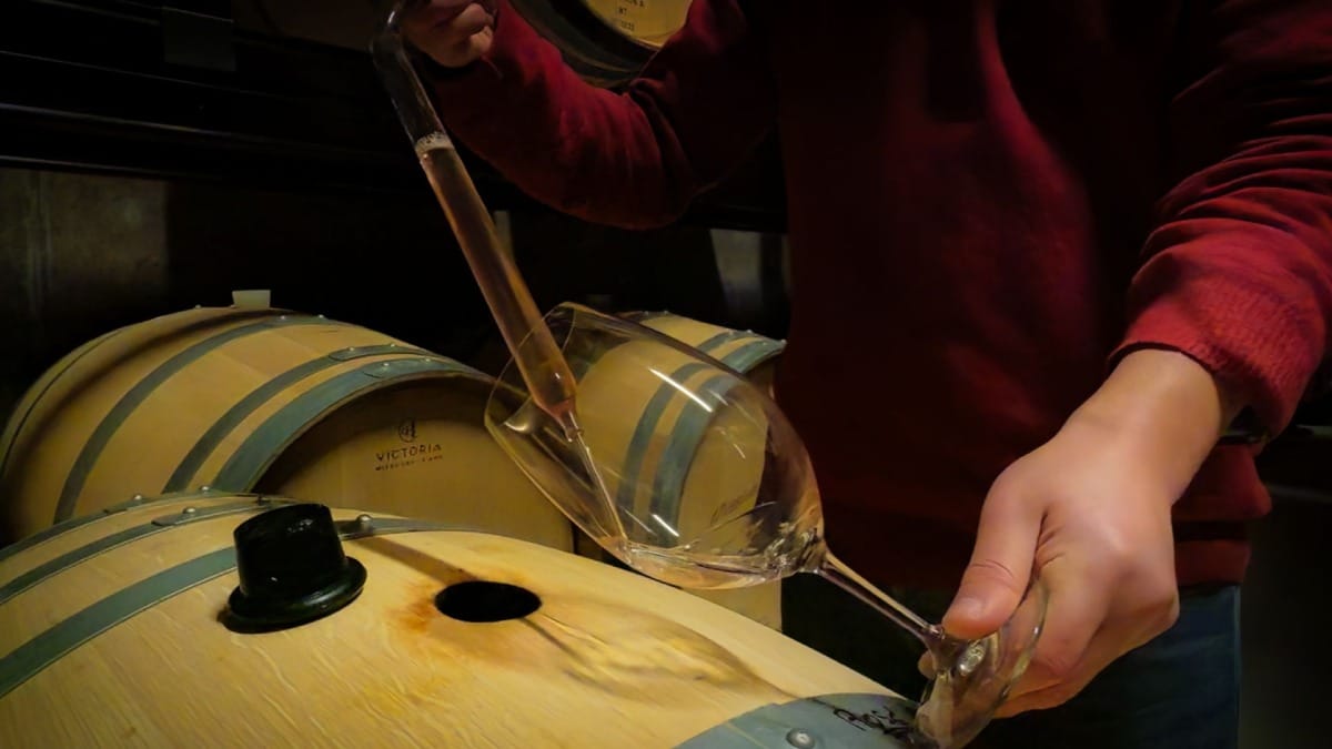 Enólogo analizando vino blanco DOC Duero durante un tour guiado por el Valle del Duero desde Oporto con Cooltour Oporto