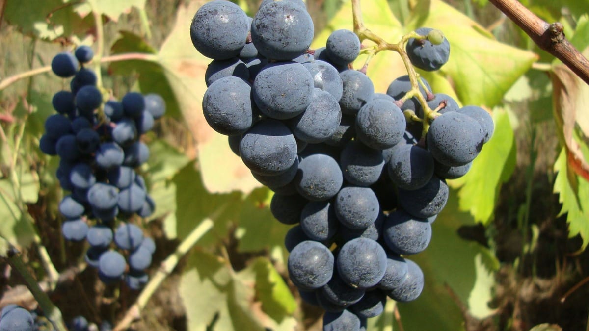 Uvas del Duero listas para la vendimia durante una visita a viñedos en un tour guiado por el Valle del Duero desde Oporto con Cooltour Oporto