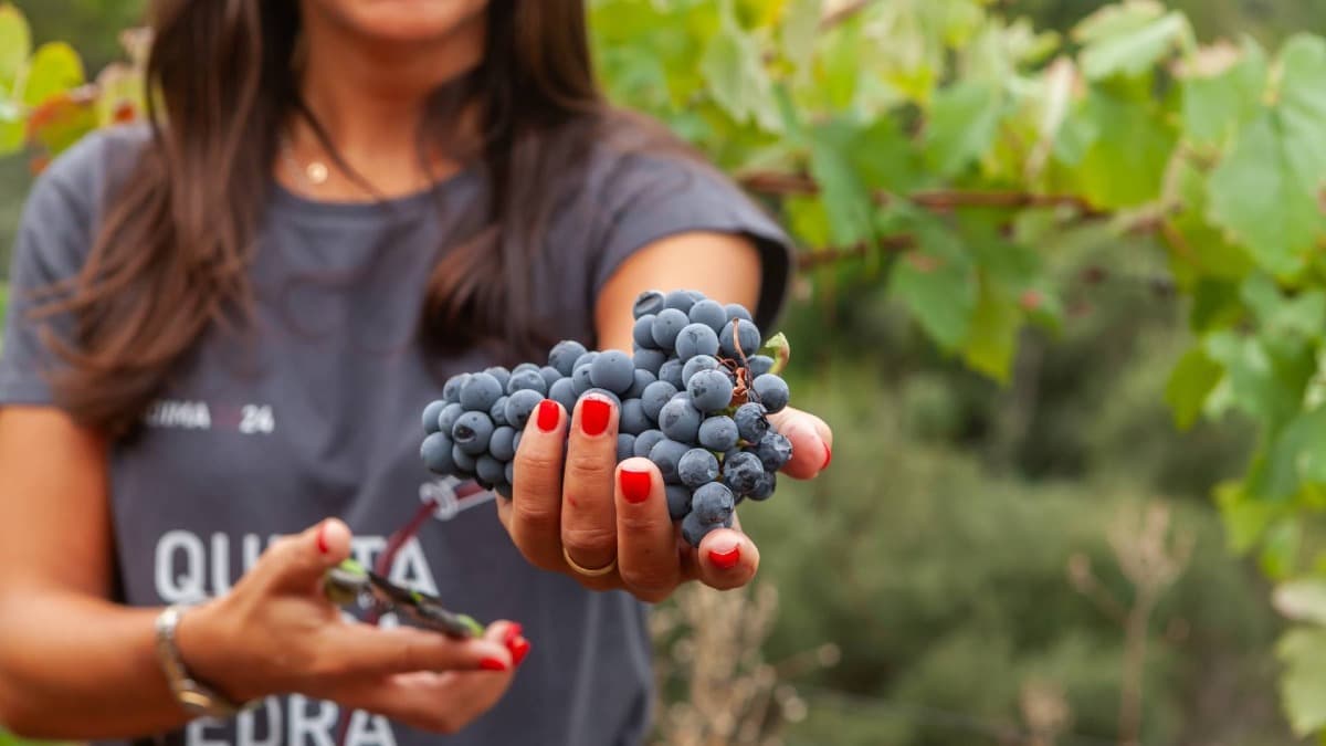 Quinta da Pedra Alta Winery Visit & Premium Tasting