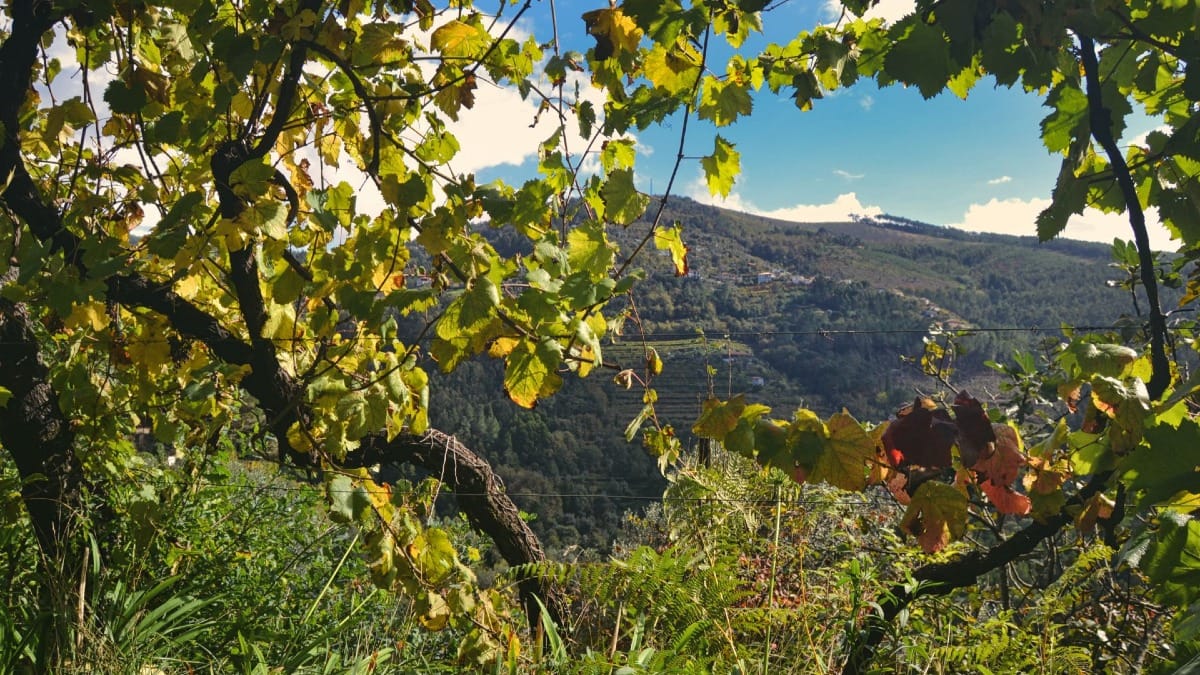 Fantastica vista dos montes em redor debaixo das vinhas | Cooltour Oporto