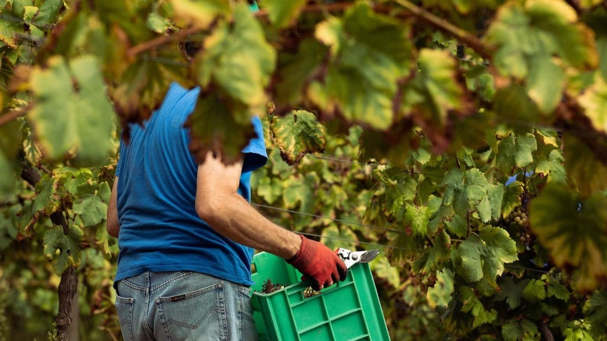 Um trabalhador a recolher uvas | Cooltour Oporto