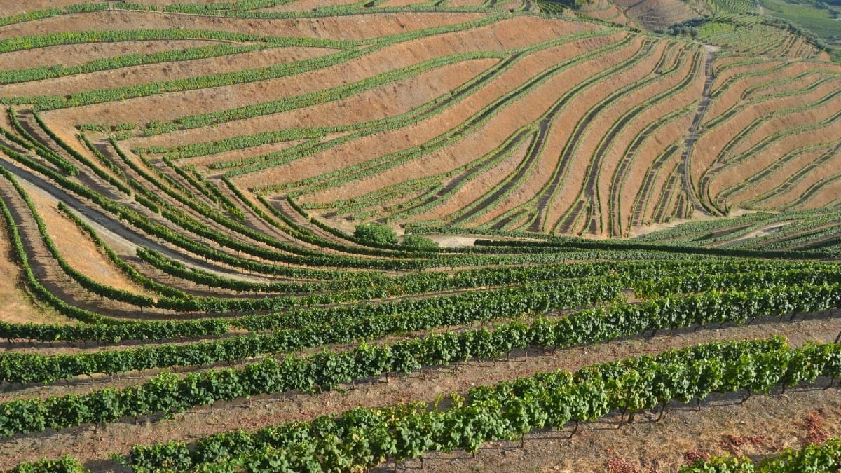 Viñedos en terrazas en Quinta Alves de Sousa en el Valle del Duero