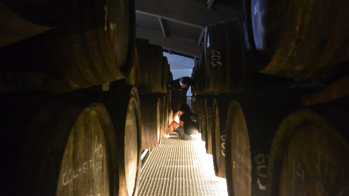 Vigneron familial et anciennes barriques de vin de Porto dans la Vallée du Douro