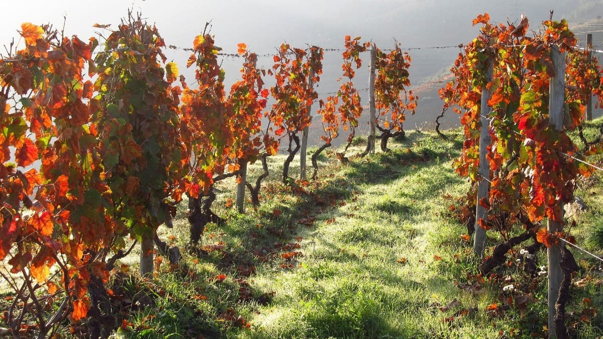 Vinhedos e colinas do Vale do Douro cobertos de folhas vermelhas após a vindima, durante um tour guiado de vinhos com a Cooltour Oporto
