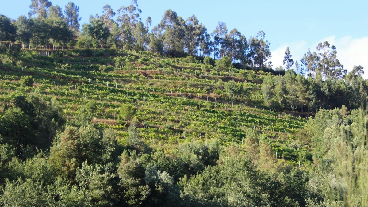 Vista de uma colina coberta de vinhas de Vinho verde | Cooltour Oporto