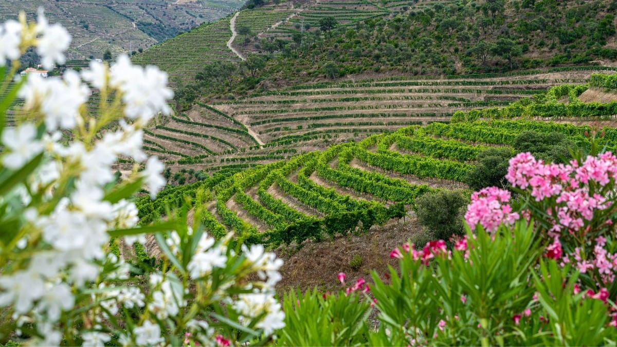 Vinhedos floridos e paisagens coloridas durante um tour guiado de primavera pelo Vale do Douro a partir do Porto com a Cooltour Oporto