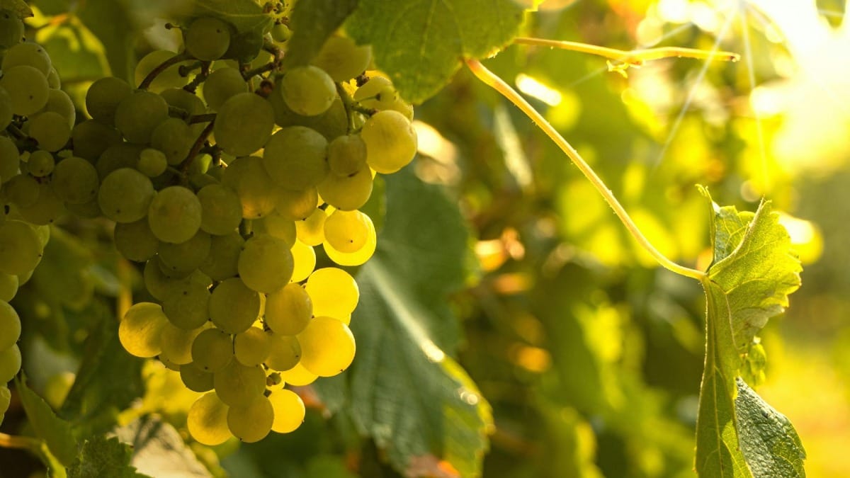 Um cacho de uvas brancas da região de vinho verde | Cooltour Oporto