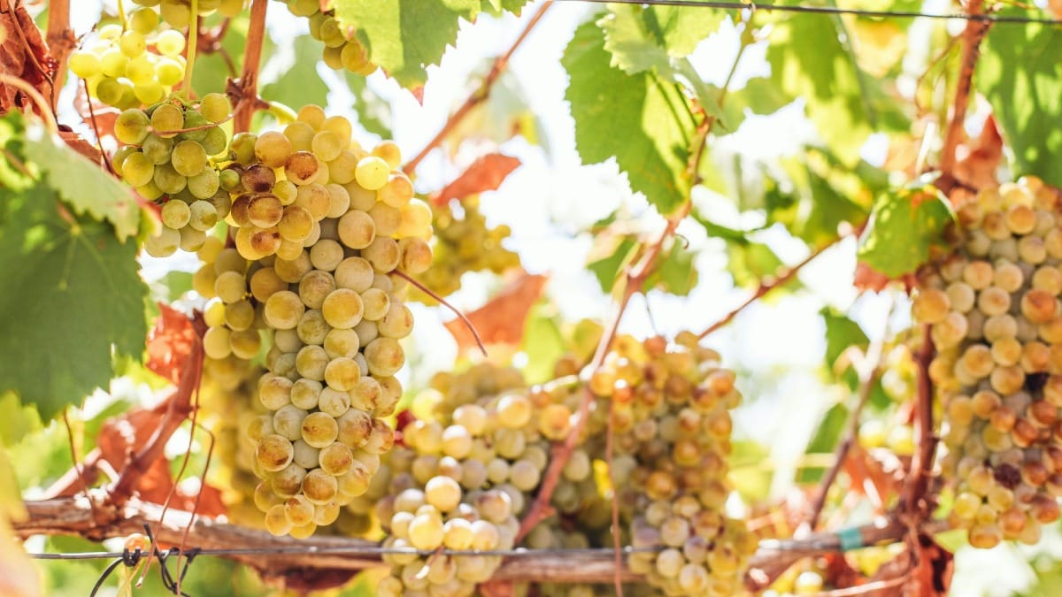Uvas brancas do Douro amadurecendo antes da vindima durante um tour guiado pelo Vale do Douro, Património Mundial da UNESCO, com a Cooltour Oporto