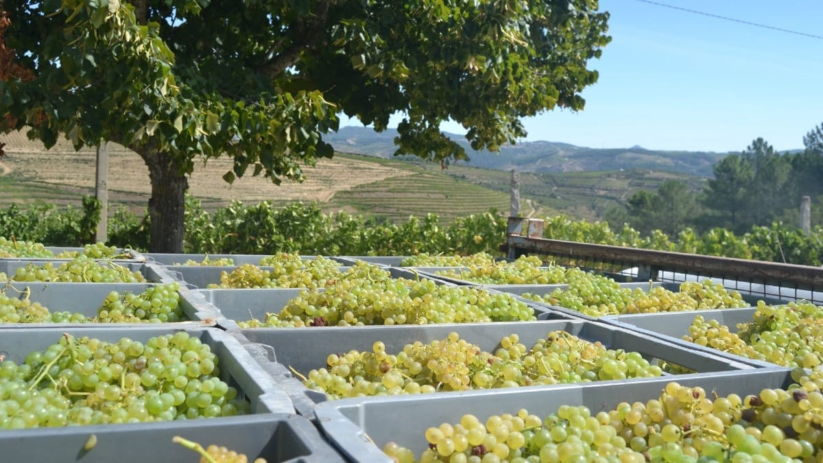 Collecting white grapes during a Douro Valley tour by Cooltour Oporto