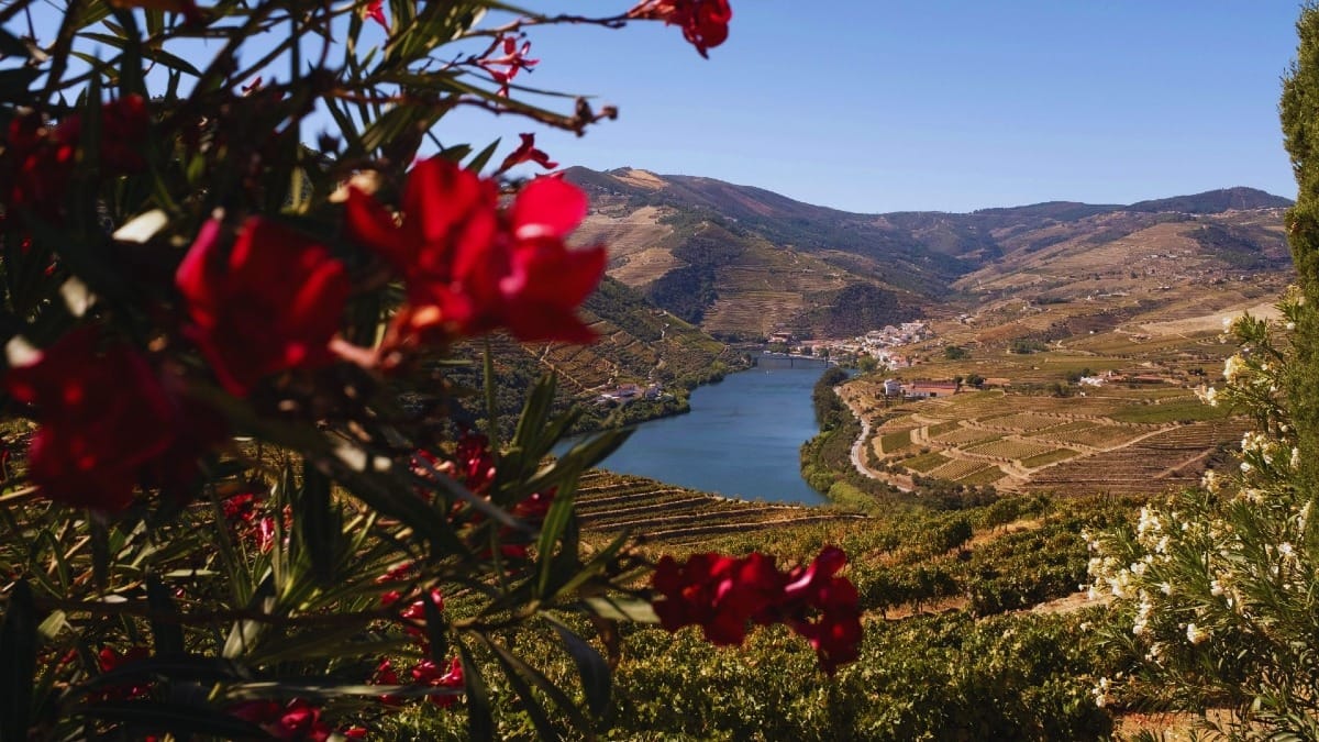 Vue panoramique de la région viticole de la Vallée du Douro au Portugal