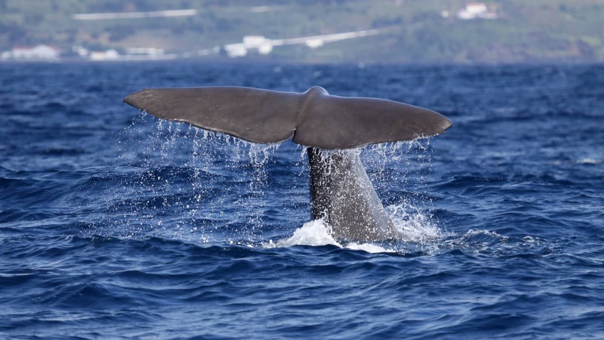 São Miguel Whale Watching with Marine Biologist