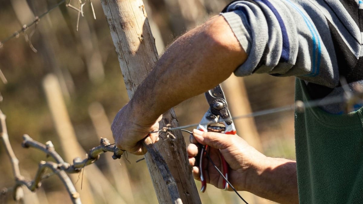 Trabalhador a fazer manutenção de troncos de suporte de Vinhas | Cooltour Oporto
