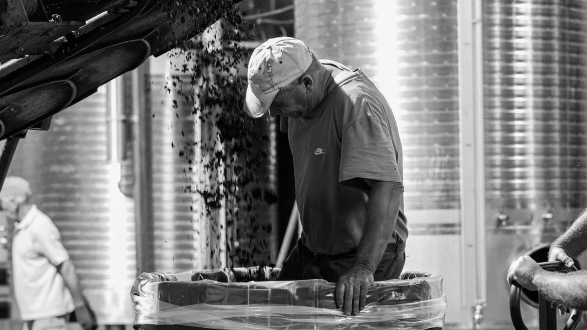 Trabalhador a vistoriar processo de produção de vinho verde | Cooltour Oporto