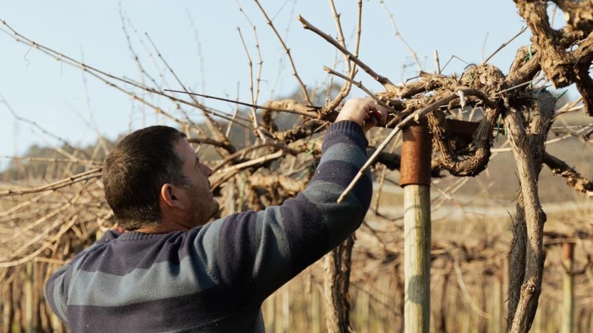 Trabalhador a podar as Vinhas de Vinho Verde | Cooltour Oporto