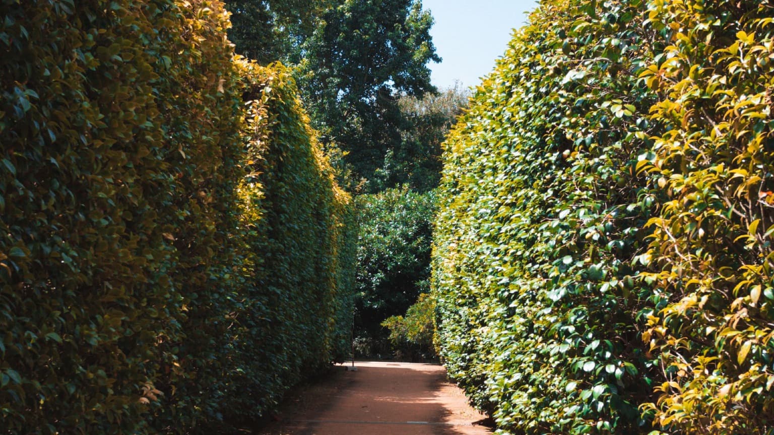 Imagem do Labirinto do Jardim Botânico do Porto