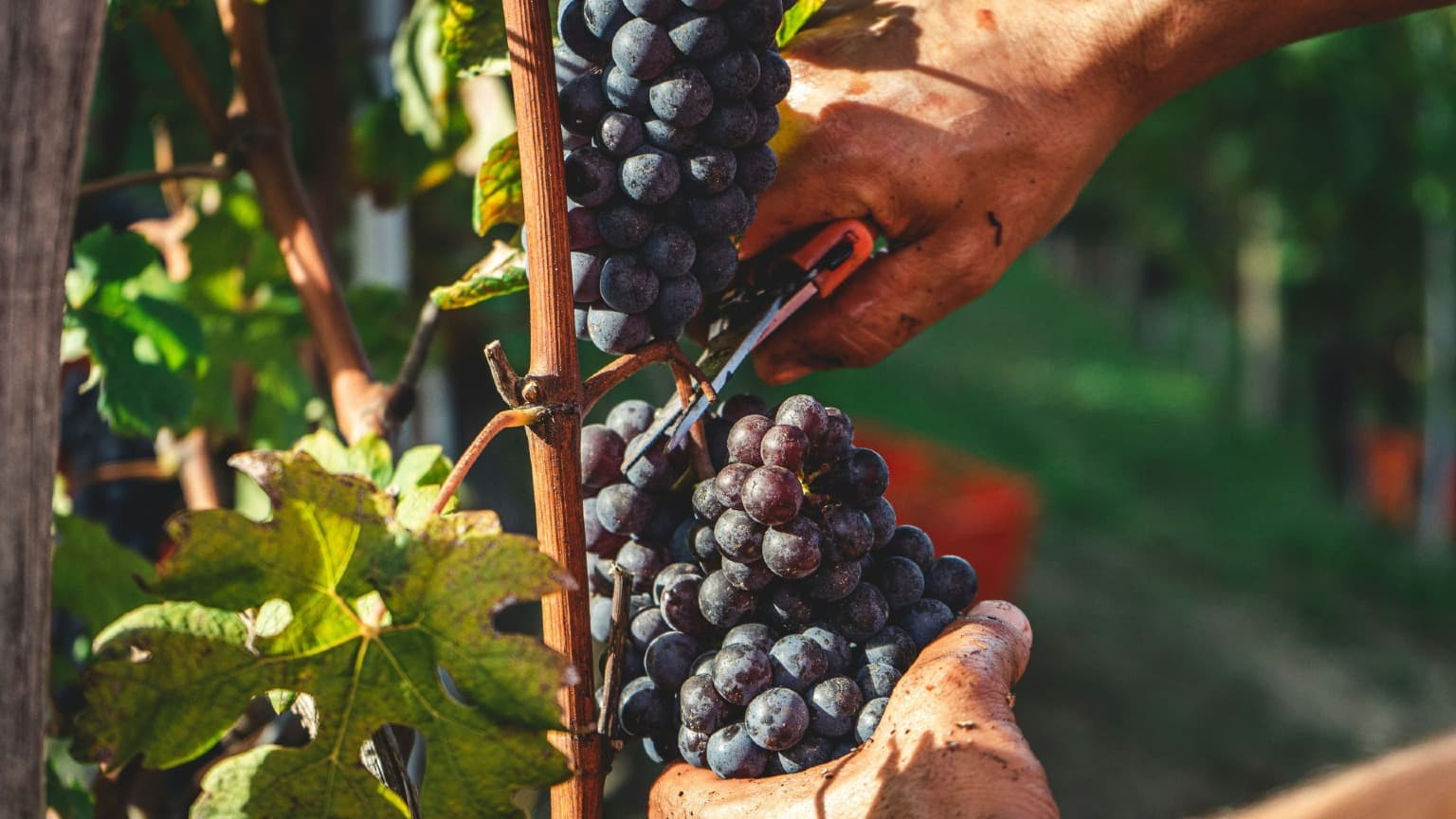 Close-up of grape harvest in the Douro Valley with freshly cut clusters during late summer vindimas