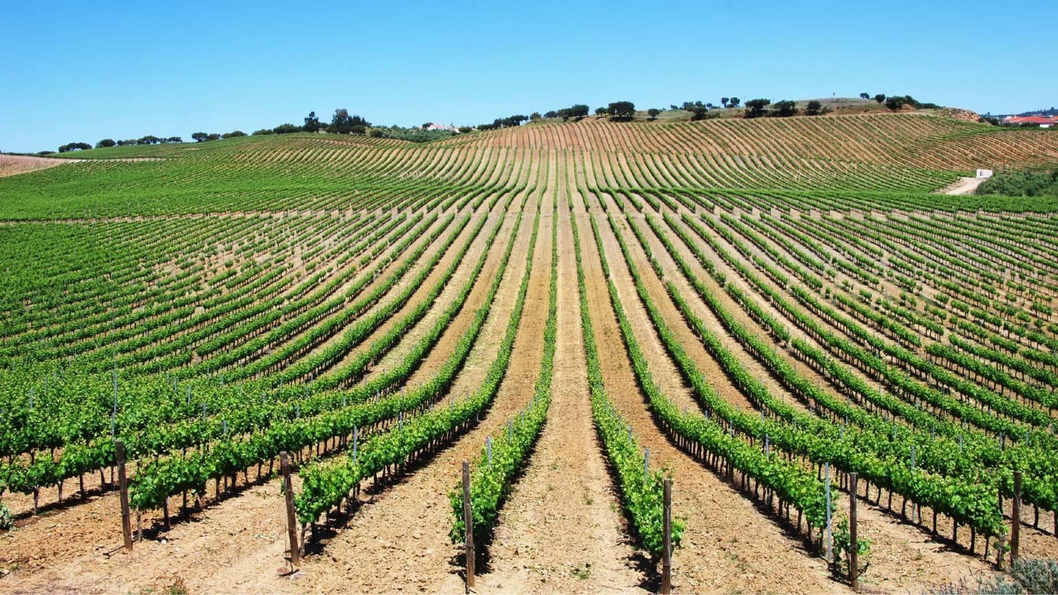Vineyards stretching across the rolling landscape of Baixo Alentejo in southern Portugal