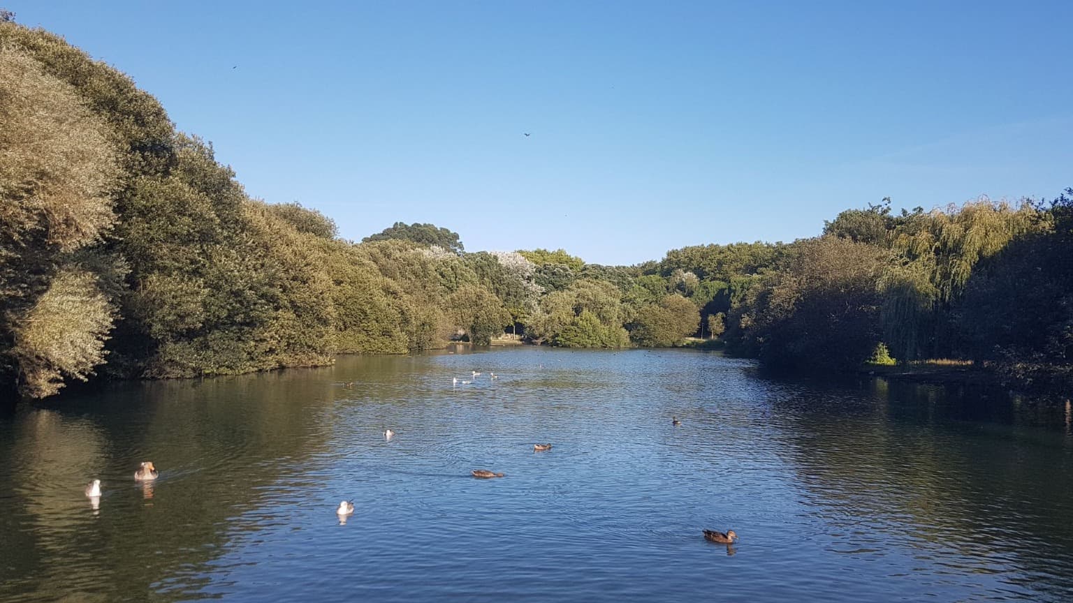 Image du lac du parc de la ville