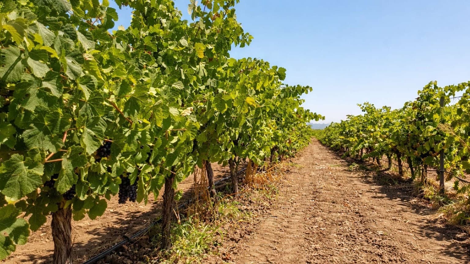 Sun-drenched vineyards of the Alentejo, the agricultural landscape that gives life to vinho de talha wines