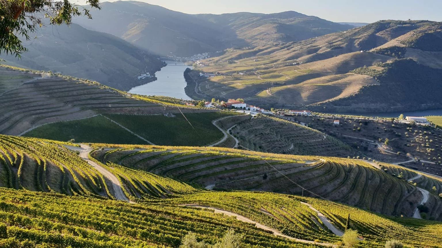 Douro Valley landscape with terraced vineyards and the Douro River winding through northern Portugal