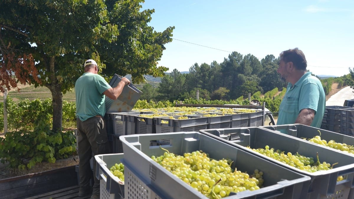 Harvesting white grapes in the Douro Valley, Portugal