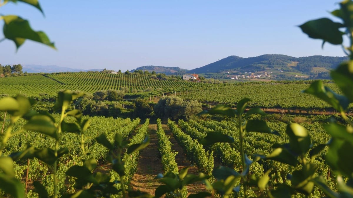 Lunch by the vineyards during a Cooltour Oporto Douro Valley tour