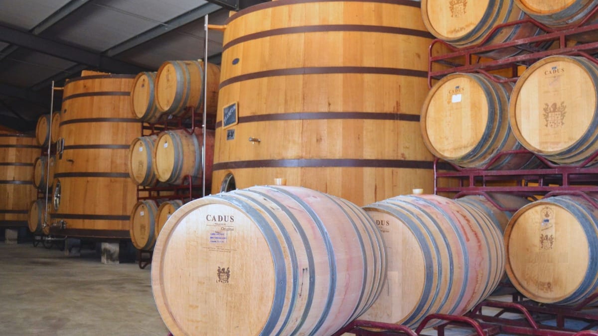 Winery visit with new Port and Douro wine barrels during a guided Douro Valley Wine Tour from Porto with Cooltour Oporto